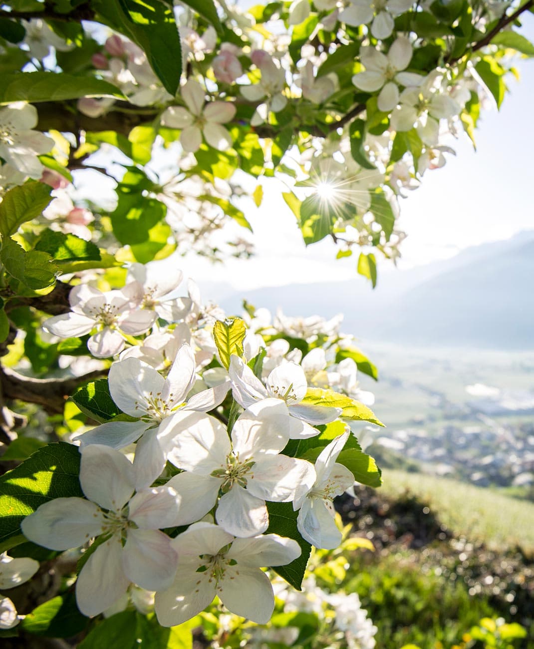 spring-south-tyrol-rasa-01